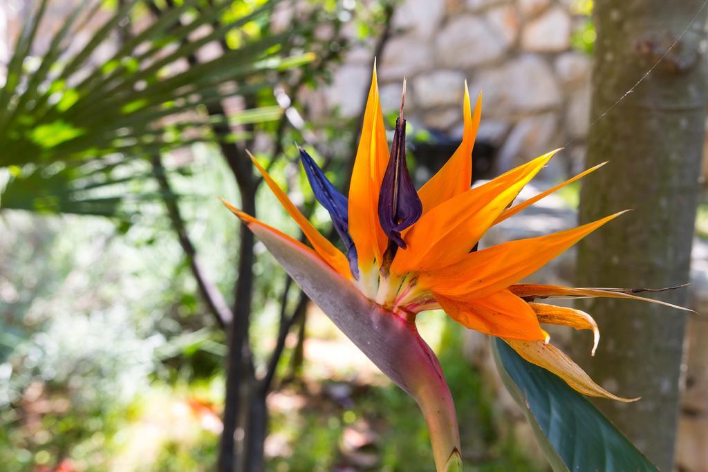 Villa Alma Veli Lošinj Dış mekan fotoğraf