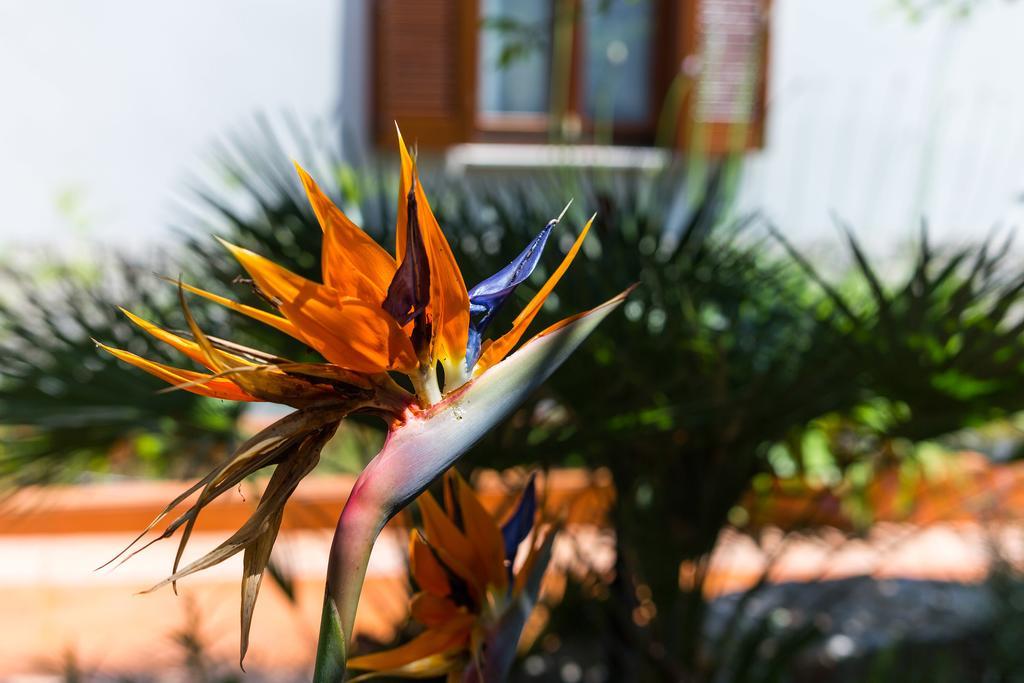 Villa Alma Veli Lošinj Dış mekan fotoğraf